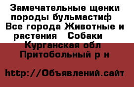 Замечательные щенки породы бульмастиф - Все города Животные и растения » Собаки   . Курганская обл.,Притобольный р-н